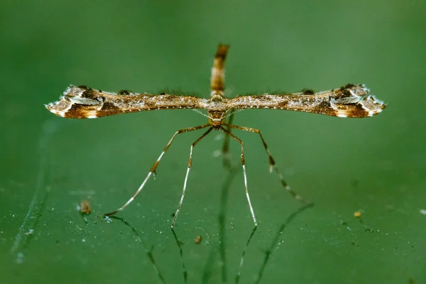 Makro Eines Insekts Auf Verschwommenem Grünem Hintergrund — Stockfoto