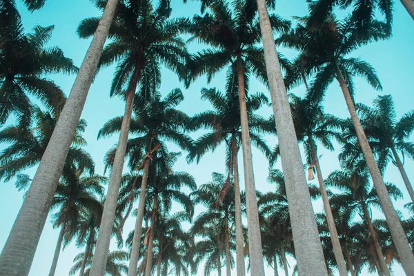 Low Angle Shot Palm Trees — Stock Photo, Image