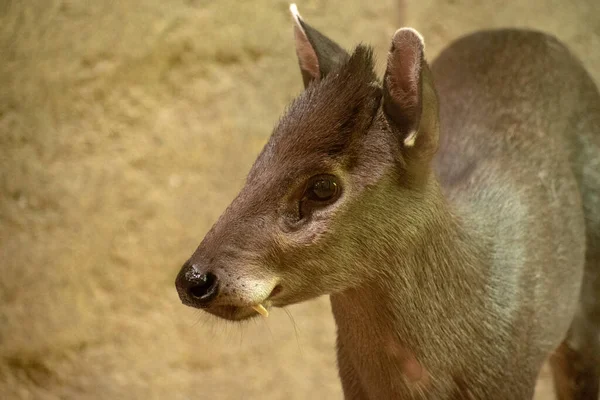 Closeup Little Deer Osnabruck Zoo Germany — Stock Photo, Image