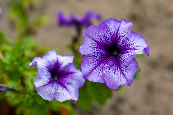 Een Close Shot Van Een Prachtige Paarse Petunia Een Wazige — Stockfoto