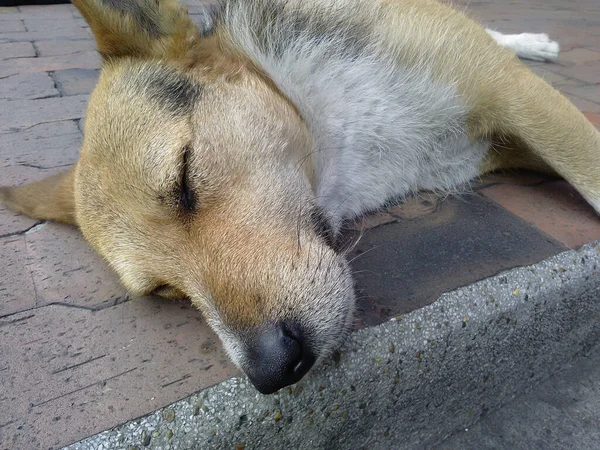 在街上睡觉的狗的一个可爱的特写镜头 — 图库照片