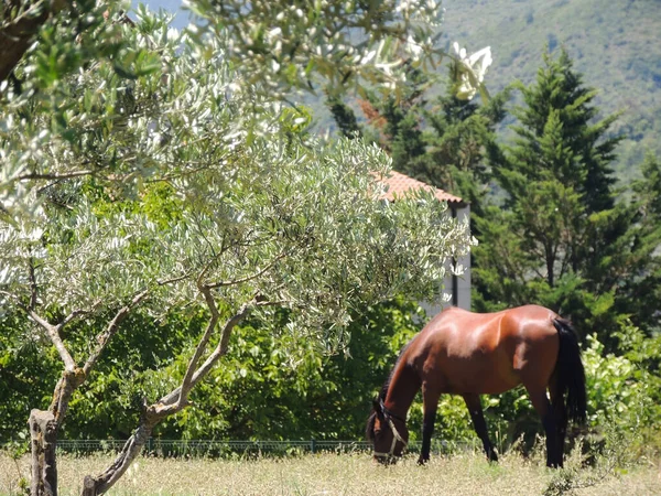 Egy Közeli Kép Egy Lóról Mezőn — Stock Fotó