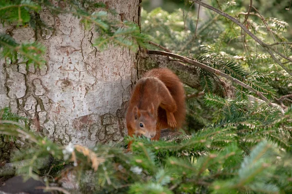 Detailní Záběr Veverky Červeného Lesa Stromě — Stock fotografie