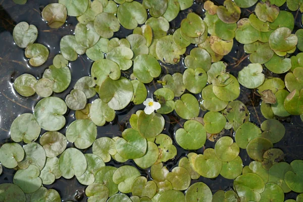 池の睡蓮のクローズアップショット — ストック写真