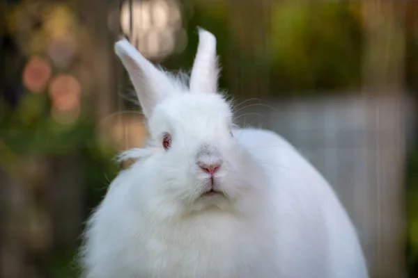 Крупный План Пушистого Белого Кролика Ярко Красными Глазами — стоковое фото