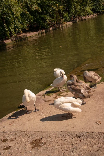 Plano Vertical Grupo Cisnes Marrones Blancos Cerca Estanque —  Fotos de Stock