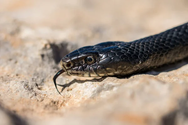Macro Foto Ravvicinata Del Volto Adulto Black Western Whip Snake — Foto Stock
