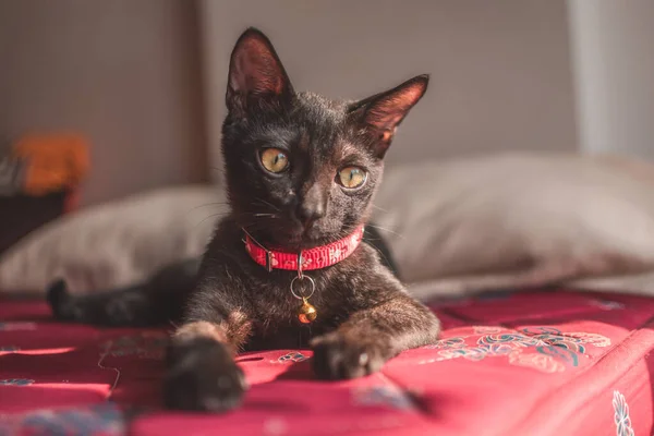 一只灰蒙蒙的德文郡猫的特写镜头 它带着粉色的领子 躺在床垫上 — 图库照片