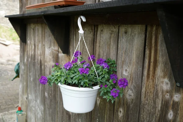 Hanging Pot Purple Flowers Daytime — Stock Photo, Image