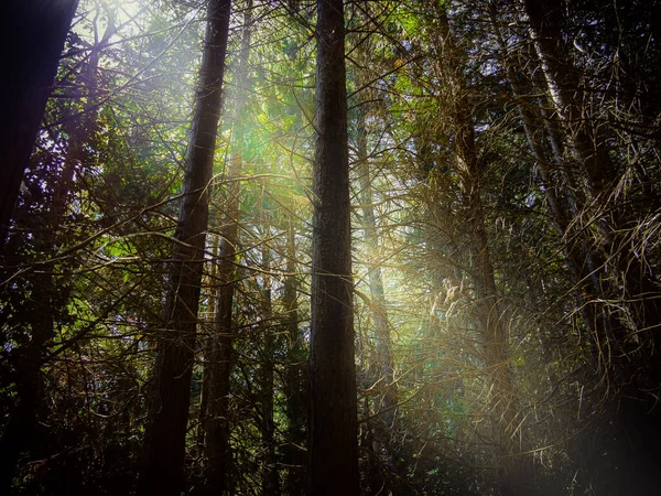 Tiro Close Árvores Floresta Luz Solar Passando Pelas Folhas Grossas — Fotografia de Stock