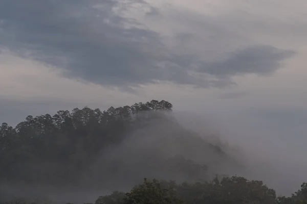 Tiro Ángulo Alto Bosque Día Niebla — Foto de Stock