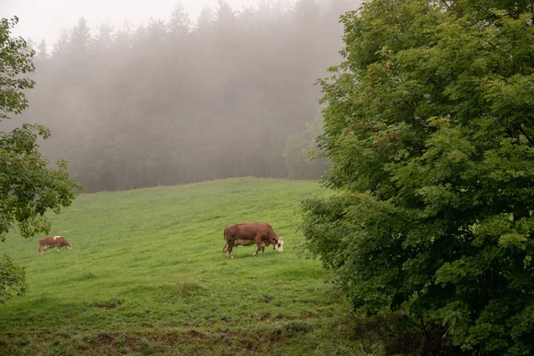在大雾中在田野里近距离拍摄的奶牛照片 — 图库照片