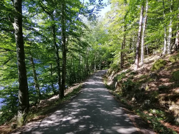 Nahaufnahme Eines Waldweges Norwegen — Stockfoto