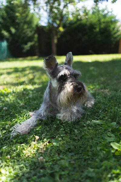 Primer Plano Vertical Lindo Schnauzer Hierba —  Fotos de Stock