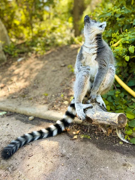 Pionowe Ujęcie Słodkiego Lemura Pierścieniem Ogonowym Bawiącego Się Gałęzi Drzewa — Zdjęcie stockowe