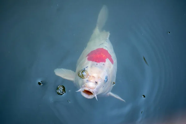 Zbliżenie Ujęcie Koi Carp Ryba Wodzie — Zdjęcie stockowe