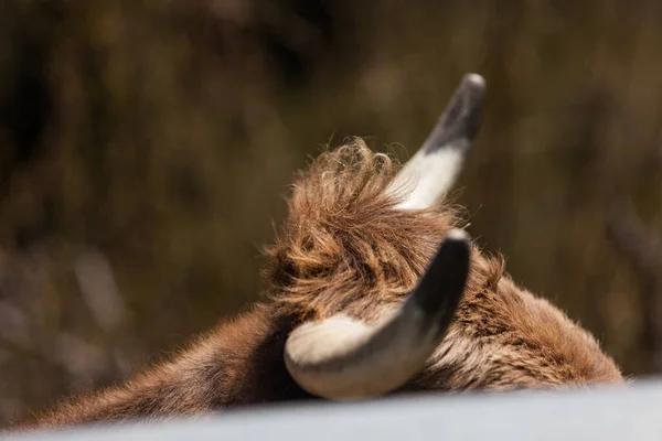 Een Close Shot Van Een Bruine Koe Hoofd Buurt Van — Stockfoto