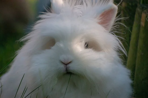 Крупный План Милого Пушистого Белого Кролика — стоковое фото