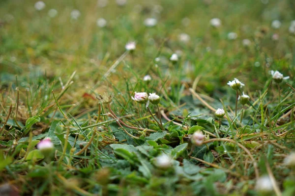 Zbliżenie Ujęcie Białych Kwiatów Pola — Zdjęcie stockowe