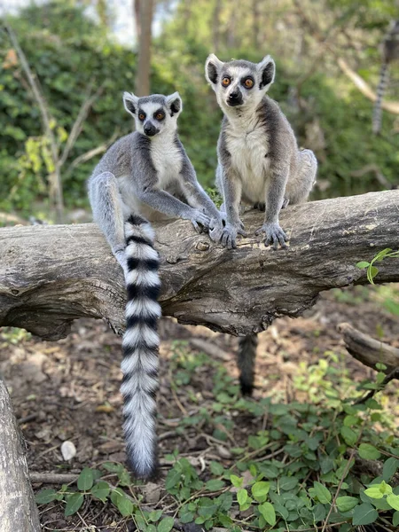 Tiro Vertical Lêmures Cauda Anelada Bonitos Jogando Uma Árvore Parque — Fotografia de Stock