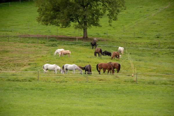 Gros Plan Chevaux Sur Champ — Photo