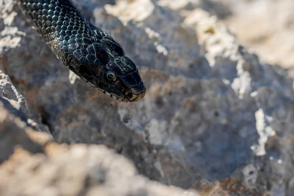 Maltese Islands 서식하는 Hierophis Viridiflavus 웨스턴 매크로 — 스톡 사진