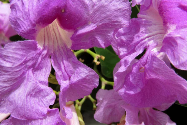 虹彩の花のクローズアップショット — ストック写真