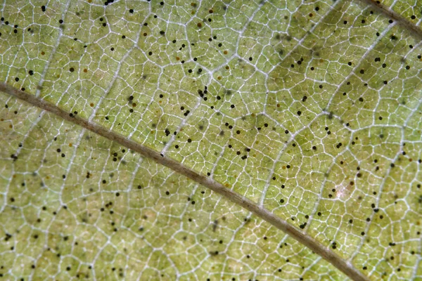 Primer Plano Una Hoja Amarilla Con Insectos Negros Ella — Foto de Stock