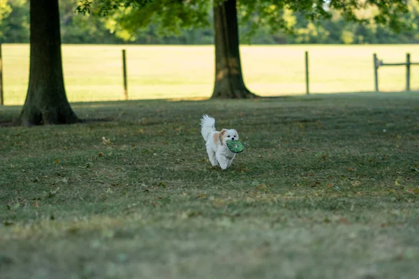 Ein Entzückender Weißer Und Brauner Welpe Spielt Auf Dem Gras — Stockfoto