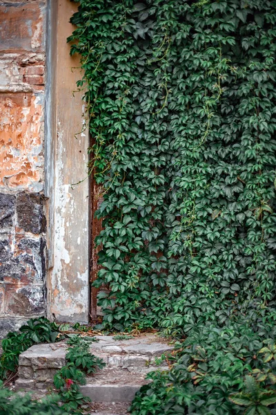 Вертикальный Снимок Фасада Старого Заброшенного Кирпичного Здания Заросшего Виноградной Лозой — стоковое фото