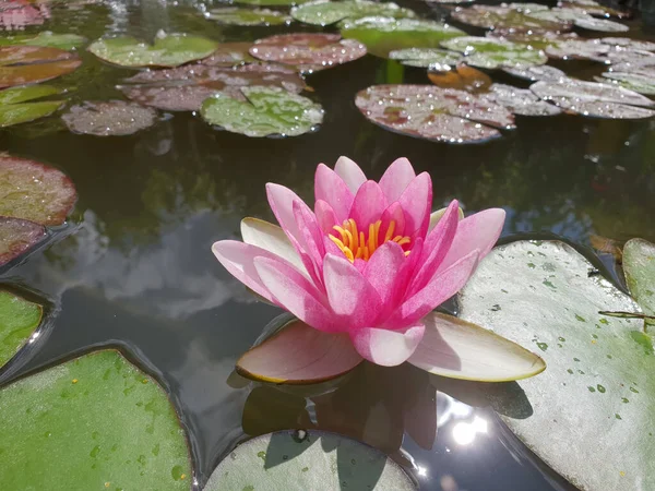 Gros Plan Beau Nénuphar Dans Étang — Photo