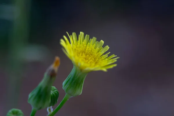 Gros Plan Pissenlit Jaune Fleurs Sous Les Lumières Avec Fond — Photo