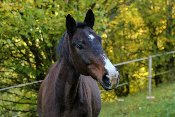 Portrait Tête Beau Cheval Brun Sur Fond Feuillage — Photo