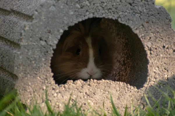 穴に隠れているふわふわの茶色のウサギのクローズアップショット — ストック写真