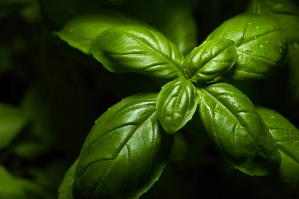 Daun Hijau Segar Kemangi Nama Latin Ocimum Basilicum Jerman — Stok Foto