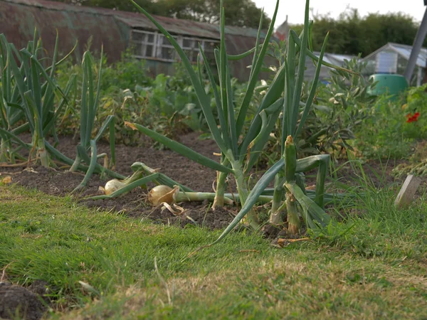 Die Zwiebeln Die Boden Eines Bauernhofes Wachsen — Stockfoto