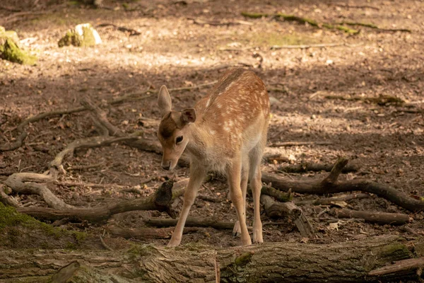 Ein Kleiner Hirsch Einem Wald — Stockfoto