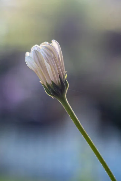 Vertical Shot Stunning Chamomile Flower Bud — Stock Photo, Image