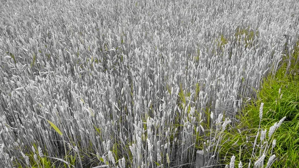 Overhead Shot Field Grey Some Green Grass Perfect Background — Stock Photo, Image