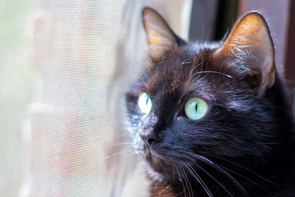 Eine Nahaufnahme Des Kopfes Einer Niedlichen Schwarzen Katze Mit Grünen — Stockfoto