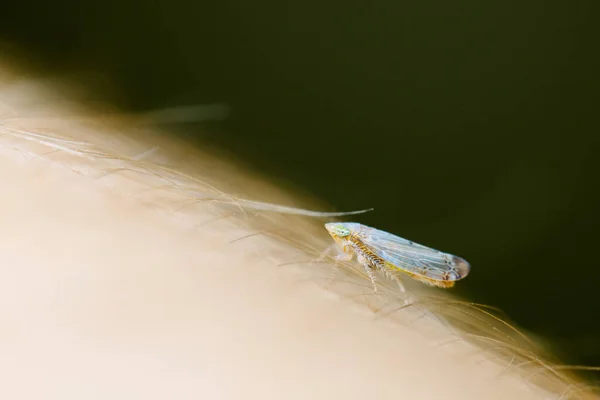 Macro Tiny Insect Human Body — Stock Photo, Image