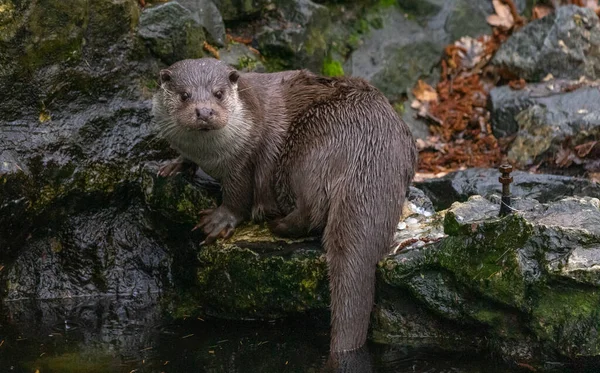 Otter Siede Una Pietra Guarda Acqua Lontra — Foto Stock