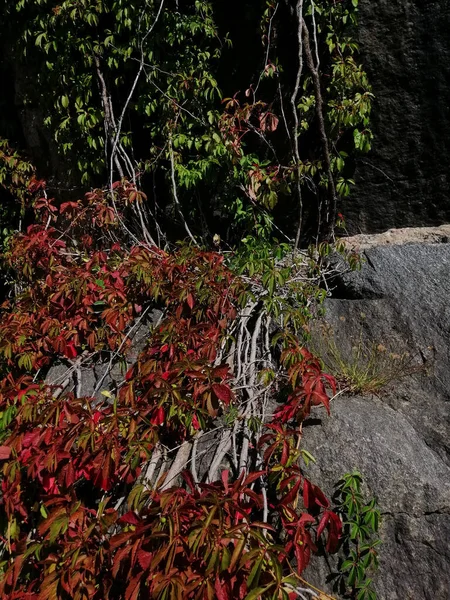 Disparo Vertical Una Planta Trepadora Llamada Parthenocissus Pueblo Gjeving Noruega —  Fotos de Stock