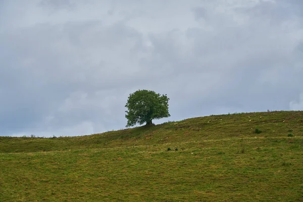 Eine Schöne Aufnahme Eines Einsamen Baumes Auf Einem Hügel — Stockfoto