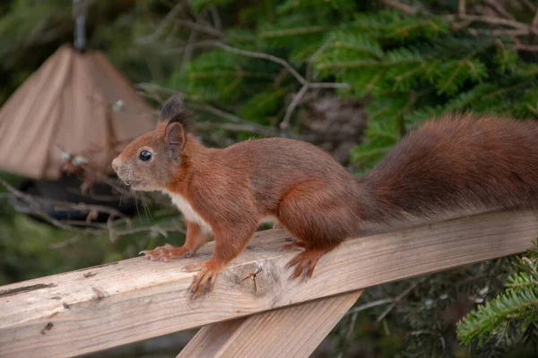 Closeup Shot Red Forest Squirrel — Stock Photo, Image