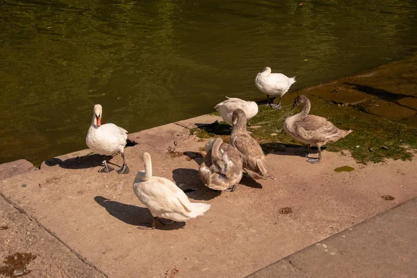 Skupina Hnědých Bílých Labutí Rybníka — Stock fotografie