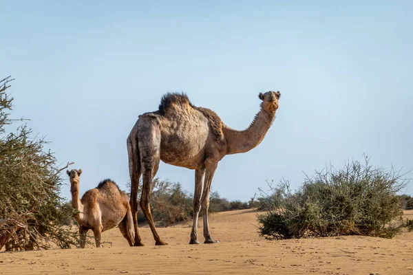 Wielbłąd Pustyni Sudanu Jedzący Liście Krzewu Akacji Afryka — Zdjęcie stockowe