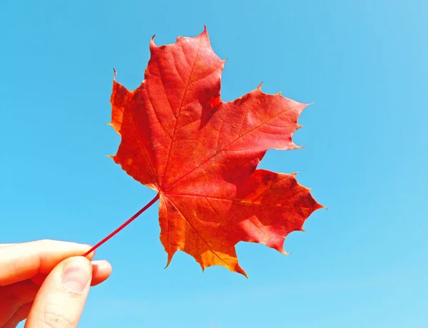 Plan Angle Bas Une Feuille Érable Rouge Sous Lumière Soleil — Photo