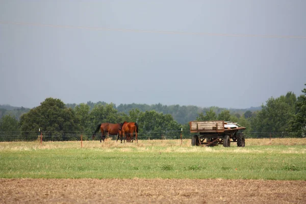 Pár Pasoucích Koní Starý Přívěs Poli Farmě — Stock fotografie