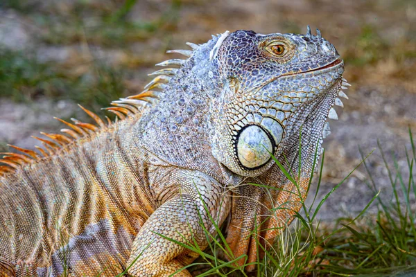 Gros Plan Iguane Lézard — Photo